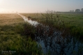 020_Biebrza - maj 2013